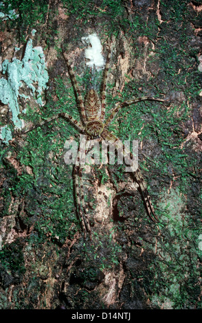 Forest Huntsman Spinne (Pandercetes Plumipes: Sparassidae) Weibchen auf einem Baumstamm im Regenwald von Sumatra Stockfoto