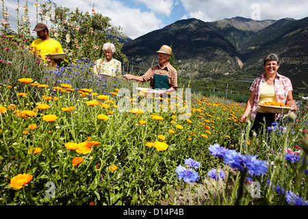 Ältere Menschen, die Blumen zu pflücken, im Feld Stockfoto