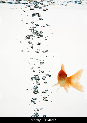 Fische schwimmen mit Luftblasen Wasser Stockfoto