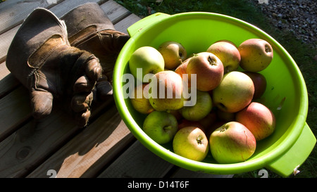 Äpfel in grüne Schüssel mit Handschuhen auf Holztisch, Sonnenlicht Stockfoto