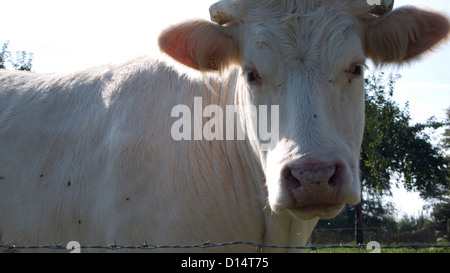 Charolais Kuh, Normandie, Frankreich Stockfoto