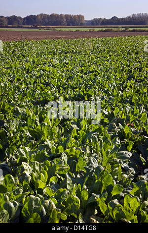 Feld mit kultivierten Chicorée-Pflanzen für den Verzehr von Lebensmitteln Stockfoto