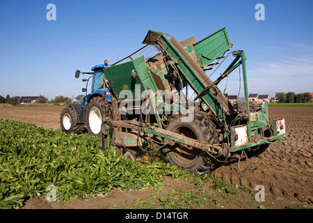 Feld mit kultivierten Chicorée Pflanzen von Landwirt Reiten Traktor mit Harvester ausgelöst wird Stockfoto