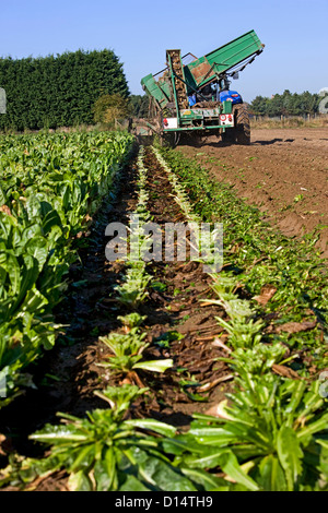 Feld mit kultivierten Chicorée Pflanzen von Landwirt Reiten Traktor mit Harvester ausgelöst wird Stockfoto