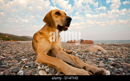 Verspielte Hund am Strand Stockfoto