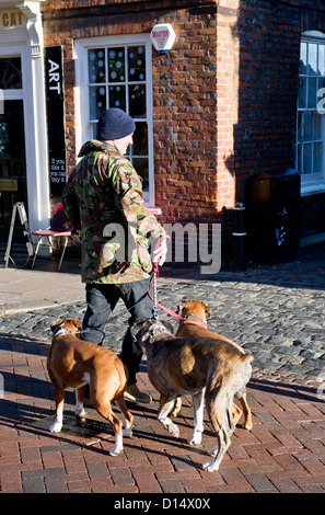 Ein Mann mit drei Hunden. Stockfoto