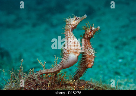 Gesäumt von Seepferdchen, Hippocampus Erectus, umwerben und Paarung in die Lagune Lake Worth, Palm Beach County, Florida, USA Stockfoto