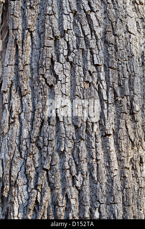 Texturen und Details auf einem alten Baumstamm Stockfoto