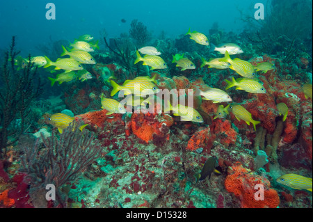 Ein Korallenriff im Südosten von Florida, bedeckt in einer Vielzahl von wirbellosen Tierarten, darunter Korallen und Schwämme, ist Heimat von Hun Stockfoto