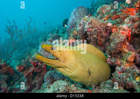 Grüne Muräne (Gymnothorax Funebris), die größte Muräne Arten im westlichen Atlantik und Karibik. Stockfoto