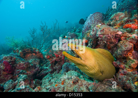 Grüne Muräne (Gymnothorax Funebris), die größte Muräne Arten im westlichen Atlantik und Karibik. Stockfoto