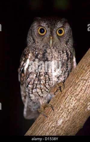 Eine östliche Käuzchen, Megascops Asio, sitzt auf einem Baum in einem Hinterhof in Florida. Stockfoto