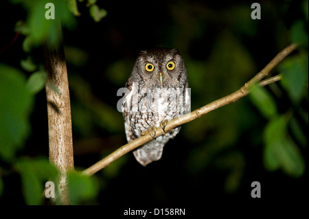 Eine östliche Käuzchen, Megascops Asio, sitzt auf einem Baum in einem Hinterhof in Florida. Stockfoto