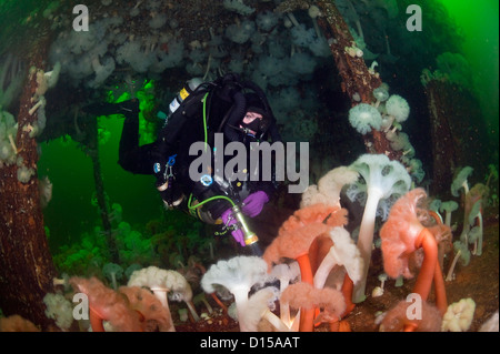 Das Wrack der Cape Breton ist ein beliebtes Ziel für Taucher in Nanaimo, Vancouver Island, Britisch-Kolumbien. Stockfoto