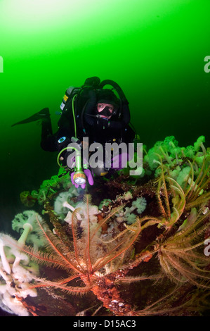 Das Wrack der Cape Breton ist ein beliebtes Ziel für Taucher in Nanaimo, Vancouver Island, Britisch-Kolumbien. Stockfoto