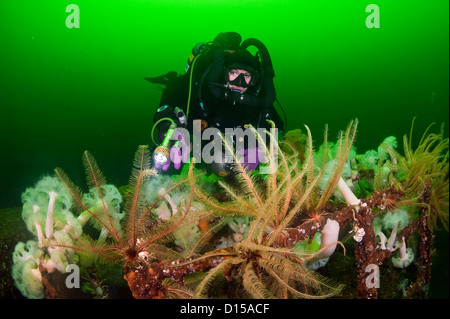 Das Wrack der Cape Breton ist ein beliebtes Ziel für Taucher in Nanaimo, Vancouver Island, Britisch-Kolumbien. Stockfoto