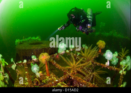 Das Wrack der Cape Breton ist ein beliebtes Ziel für Taucher in Nanaimo, Vancouver Island, Britisch-Kolumbien. Stockfoto