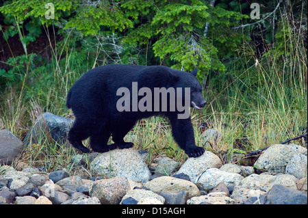 Schwarzer Bär, Ursus Americanus Vancouveri, sucht nach Nahrung bei Ebbe am Strand entlang in Clayoquot Sound, Vancouver Island, BC Stockfoto