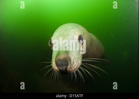 Ein junges Männchen schwimmt Steller Seelöwen, Eumetopias Jubatus, in den trüben Gewässern nördlich von Vancouver Island, British Columbia, Kanada Stockfoto