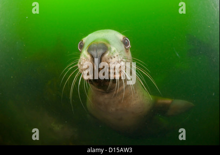 Ein junges Männchen schwimmt Steller Seelöwen, Eumetopias Jubatus, in den trüben Gewässern nördlich von Vancouver Island, British Columbia, Kanada Stockfoto