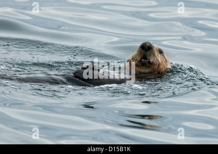 Ein Seeotter, Enhydra Lutris, beruht auf der Oberfläche der Inside Passage, Vancouver Island, British Columbia, Kanada Stockfoto