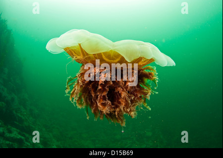 Löwen Mähne Quallen, Cyanea Capillata, schwimmt in den dunklen grünen Gewässern von Vancouver Island, British Columbia, Kanada. Stockfoto