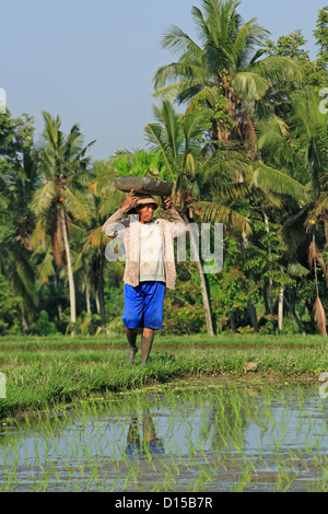 Balinesische Frau Bauer im Reisfeld arbeiten und die Durchführung neuer Reispflanzen auf ihrem Kopf. in der Nähe von Ubud. Bali, Indonesien Stockfoto