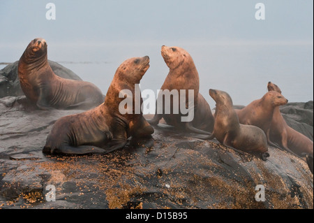 Steller Seelöwen, Eumetopias Jubatus, eine vom Aussterben bedrohte Arten, versammeln sich auf einer felsigen Insel nördlich von Vancouver Island, BC Stockfoto