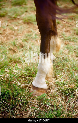 Hawaii, Kauai, North Shore, close-up Of A Pferde Hufe. Stockfoto