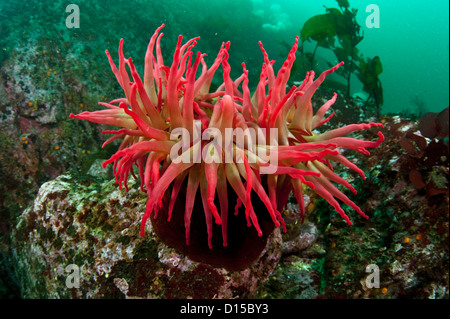 Der Verzehr von Fisch Anemone, Urticina Piscivora, ist eine häufige Art der Anemone in Browning Passage, Britisch-Kolumbien, Kanada Stockfoto