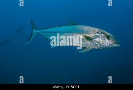 Große Bernsteinmakrele, Seriola Dumerili, Schule in der Nähe des Atlas Schiffbruch Offshore-Morehead City, North Carolina, Vereinigte Staaten von Amerika. Stockfoto