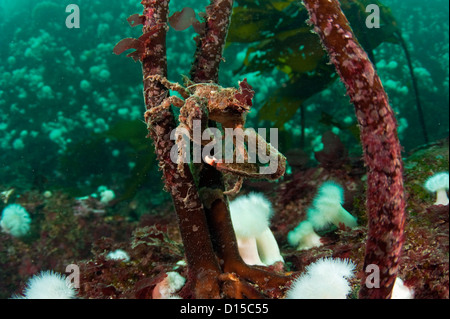 Nördlichen Kelp Krabbe, Pugettia ProduktA steigt durch Seetang Stiel in Browning Passage, Vancouver Island, British Columbia, Kanada Stockfoto