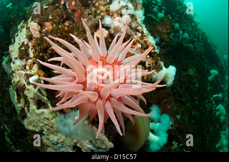 Snakelock Anemonen, Cribrinopsis Fernaldi, Browning Passage, Vancouver Island, British Columbia, Kanada Stockfoto