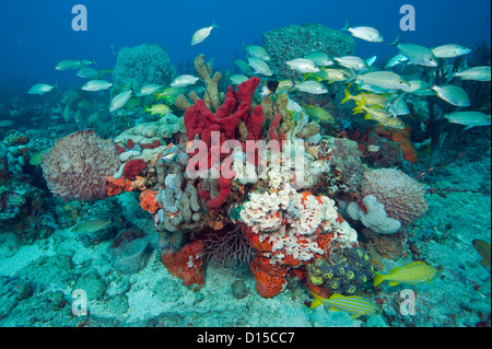 Ein Korallenriff im Südosten von Florida, bedeckt in einer Vielzahl von wirbellosen Tierarten, darunter Korallen und Schwämme, ist Heimat von Hun Stockfoto