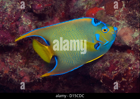 Königin-Kaiserfisch, Holacanthus Ciliaris, fotografiert im Breakers Riff in Palm Beach, FL Stockfoto