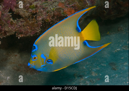 Königin-Kaiserfisch, Holacanthus Ciliaris, fotografiert im Breakers Riff in Palm Beach, FL Stockfoto