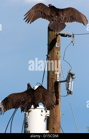 2 Türkei Geier (Cathartes Aura) beide mit Flügel ausgestreckt, ein auf telegraph Pole der anderen an einem Trafo in Nanaimo, BC Stockfoto