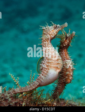 Gesäumt von Seepferdchen, Hippocampus Erectus, umwerben und Paarung in die Lagune Lake Worth, Palm Beach County, Florida, USA Stockfoto