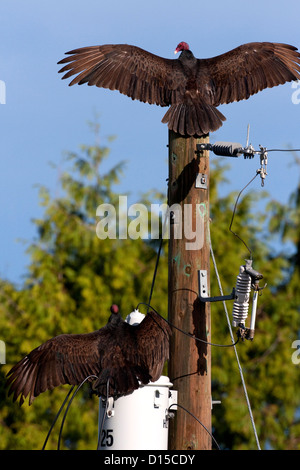 2 Türkei Geier (Cathartes Aura) beide mit Flügel ausgestreckt, ein auf telegraph Pole der anderen an einem Trafo in Nanaimo, BC Stockfoto