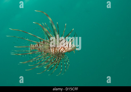 Ein Volitans Rotfeuerfische, Pterois Volitans, eine invasive Speceies geistert die Gewässer des Palm Beach County, Florida, Vereinigte Staaten Stockfoto