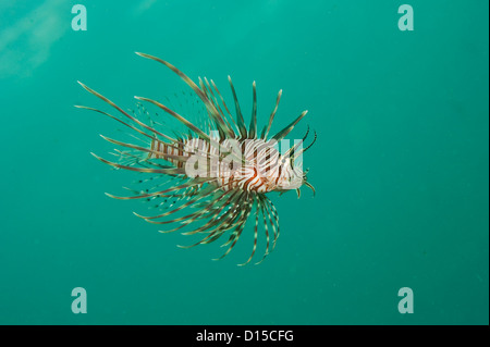 Ein Volitans Rotfeuerfische, Pterois Volitans, eine invasive Speceies geistert die Gewässer des Palm Beach County, Florida, Vereinigte Staaten Stockfoto