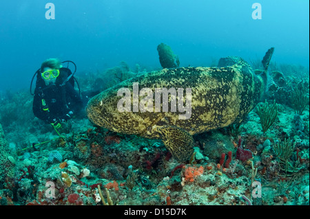 Taucher und Goliath Grouper, Epinephelus Itajara, Schwimmen nebeneinander Offshore-Palm Beach County, Florida, Vereinigte Staaten. Stockfoto