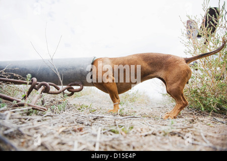 USA, Colorado, Hund mit Kopf in Rohr Stockfoto