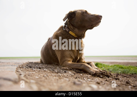 USA, Colorado, Chocolate Labrador wegschauen Stockfoto