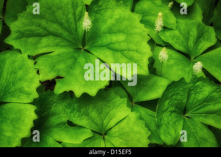 USA, Oregon, Tillamook County, Nahaufnahme von grünen Blättern Stockfoto