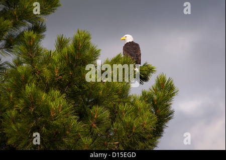 USA, Oregon, Lake County, Weißkopf-Seeadler (Haliaeetus Leucocephalus) am Baum Stockfoto