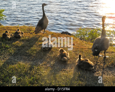 Eine Familie von Kanadagänse am Hudson River im Riverside Park Stockfoto