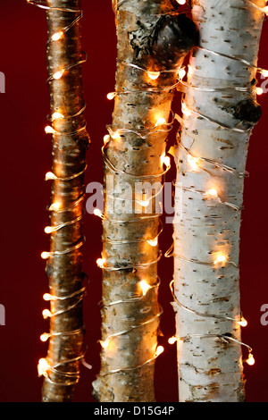 Birken, eingehüllt in Weihnachtsbeleuchtung auf rotem Grund Stockfoto