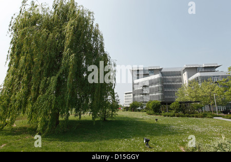 Rüsselsheim, Deutschland, Trauerweide vor dem Adam Opel Haus Stockfoto