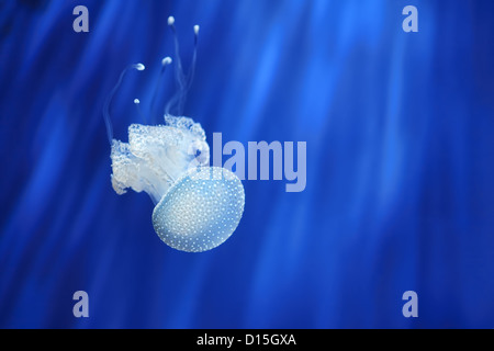 Schöne weiße Quallen im Wasser auf blauem Hintergrund im Aquarium von Genua, Italien. Stockfoto